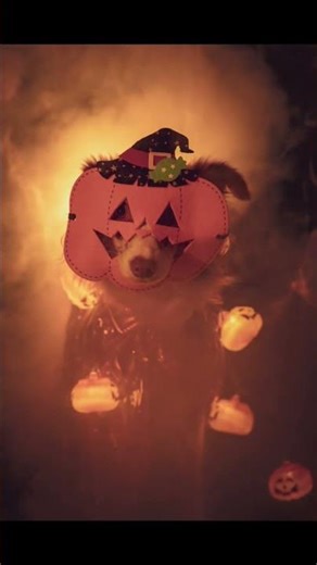 #short #halloween #쿠키제키네 #할로윈코스튬 #사진 #capcut