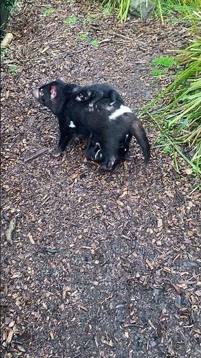 Baby Tasmanian Devils Cling Tight to Mother