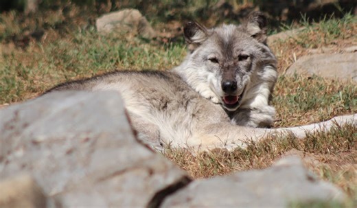 Parents were on phones when toddler was bitten by wolf