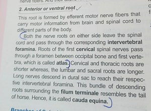 Anterior or ventral rootThis root is formed by efferent motor... | Filo