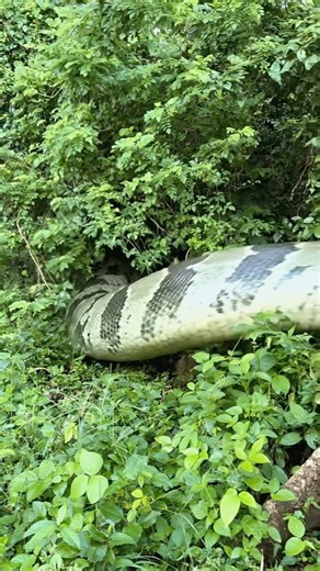 Gua Kira Aman… Ternyata Ada Ular Besar di Depan Rumah. #ular #ularbesar #anaconda