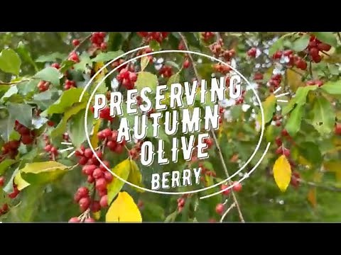 WILD EDIBLES ~ AUTUMN OLIVE