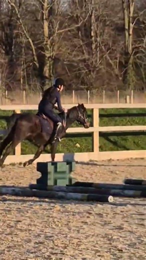 don't mind me watch the little Nemo speed