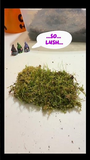 Gnome Drama Over Fresh Moss | Tiny Terrarium Chaos by Atomic City Terrariums