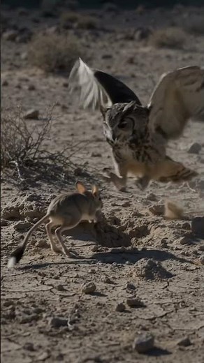 Verreaux’s Eagle-Owl vs Desert Jerboa | Brutal Night Hunt #OwlHunt #WildlifeHunt #RareWildlife #bird