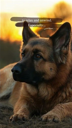 Calm Dog Meditation 🐾