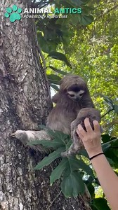 This is the adorable moment a three-fingered sloth was reunited with her baby - after it was found stranded and crying on a beach. The cub was separated from its mother who had already started to climb its way back up the tree and into the canopy on May 10. Fortunately, staff from Jaguar Rescue Center in Puerto Viejo de Talamanca, Costa Rica spotted what had happened and scooped up the tiny creature. It was then rushed to the vet for a check up where it was found to be in good shape - before the
