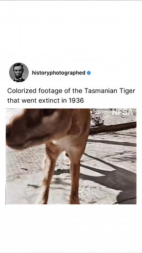 History Photographed on Instagram: "Colorized footage of the last surviving Tasmanian Tiger (Thylacine) taken in 1933 at Hobart’s Beaumaris Zoo. Over 2,000 bounties were paid by the Australian government between 1888 to 1909 to eradicate the species because it was viewed as a pest and a threat to livestock, though many of these claims are highly exaggerated. Growing scientific evidence reveals a complex tapestry of forces involved in their decline. Among these are competition with dogs, habitat 