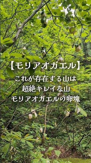 空に卵を産むカエル🐸モリアオガエル🐸 #カエル #天然記念物 #モリアオガエル #レア
