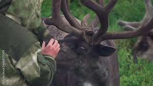 Man feeding salt to deer, 4k, 25fps. Stock Video