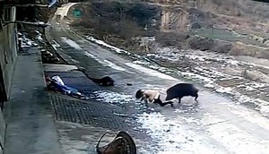 238K views · 1.7K reactions | Like HK Boars 香港野豬 Rare boar videos. Like now! | Animals Today | Facebook