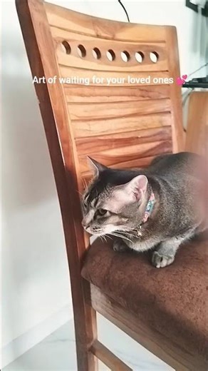 Bubblie❤Daily Shorts😺❤🪬#Gobu & Bubblie#Trending#trendingshorts#cat#trendingnow#adoptdontshop#indie