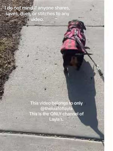 Layla's Fun Walk with a Friendly Cat
