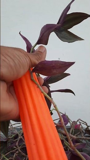 wandering jew plant growing idea/wandering jew plant Propagation/gardening tips/garden care/bonsai