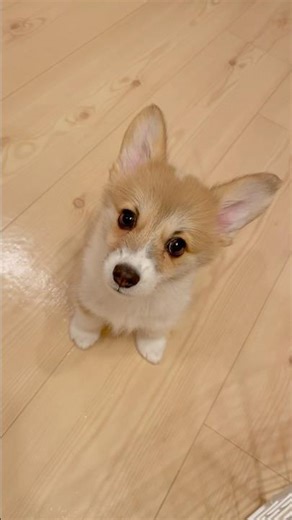 お返事してくれるコーギーの赤ちゃん👶#dog #コーギー