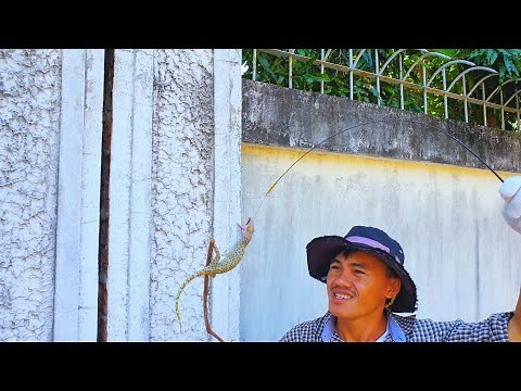 Bắt tắc kè trong khe tường, Đi tìm tắc kè khổng lồ với hy vọng đổi đời 😂 - Phần 2 (Catch Geckos)