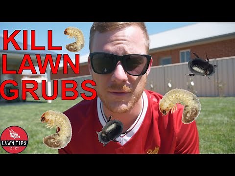How To Kill Lawn Grubs