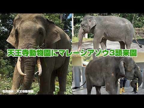 天王寺動物園にマレーシアゾウ3頭来園