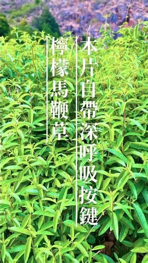 檸檬馬鞭草 #旅行 #簡單人生 #正能量 #意識 #熱門 #教育學習
