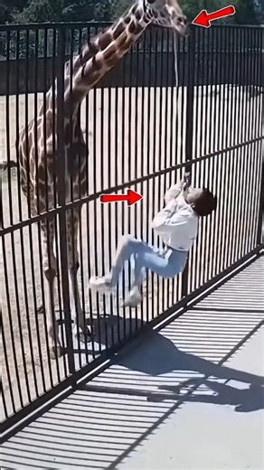 😱🦒Giraffe Lifts Girl by Jacket Collar at Zoo!