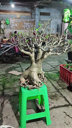 Potong Potong Adenium: Tips untuk Pecinta Tanaman