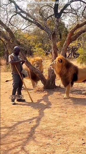 Why Lions Don’t Attack Humans Right Away! #shorts