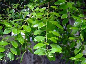 Sandalwood Benefits, How To Use, Side Effects, Research