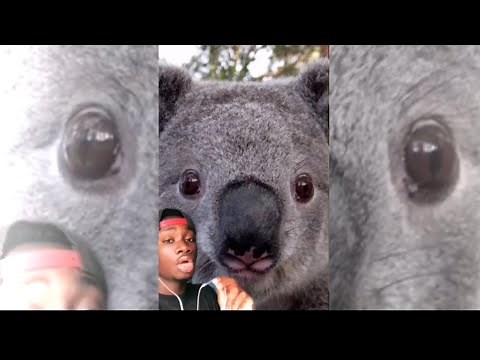 Why Koalas are The Dumbest Animals to Ever Breathe