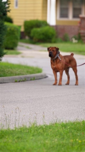 2.3M views · 14K reactions | Facing a Boerboel is no small task....