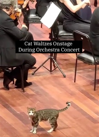 219K views · 3.2K reactions | Watch out Turkey, there’s a new cat on the music scene. | The Weather Channel | Facebook