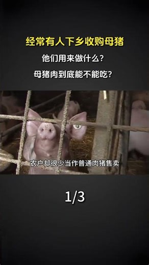 Title: Secrets of the Countryside: Why Are Sows in High Demand