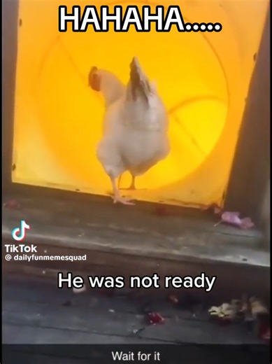 Chicken going down a slide. #chicken #chickenslide #chickenhumor #funnychicken