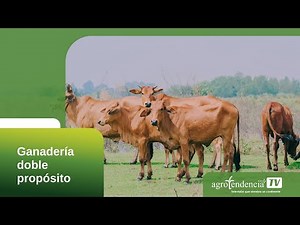 DUAL PURPOSE LIVESTOCK 2 MINUTES