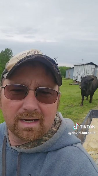 Sometimes you just have to admit when a bull is bigger and stronger than your setup 😅 We tried keeping our big black bull pinned up so we wouldn’t have calves born dead in the middle of winter, but he had other plans. He’s been flipping feeders, tearing gates down, and wrecking about everything in the barn. He’s not mean at all — he’s just THAT big. So me and Kyle loaded up some grain on the four-wheeler and led him back out to the cows. For now, we’re giving up the fight until we can build bet