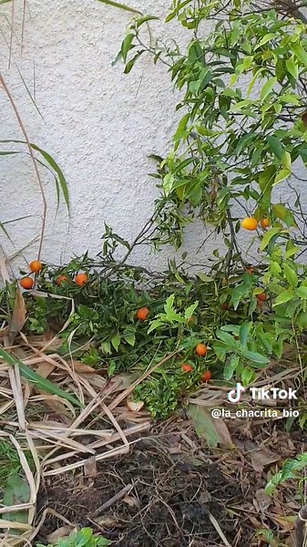 Día de poda del mandarino: técnicas y consejos