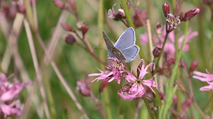 Do your bit for nature. It only takes 15 minutes to take part in the world’s biggest #ButterflyCount. Download the free app and help Butterfly Conservation http://bit.ly/1OSRlHO 🦋🦋🦋 | RSPB