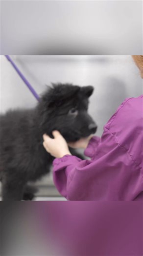 194K views · 10K reactions | Mr. Maverick, the sweet little whiny shepherd 懶#groomeroffacebook #doggrooming #groomingproducts #hairy #catlovers #petlovers #groomer #petgroomer #pets | Girl With The Dogs | Facebook