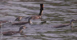 In this charming footage, a family of waterfowl paddles gracefully across a tranquil lake. The vigilant parent leads the way, with its offspring closely following in line, creating a picturesque scene