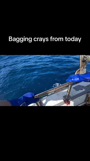 Catching big on NYE #crayfish #crayfishing #westernrocklobster #cray #craypot #fishing #fyp #fishing #lobsterfishing #ocean #lobster