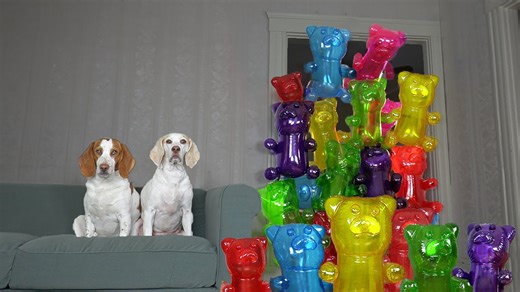 Adorable Dogs Surprised by Giant Gummy Bear Army Prank