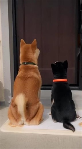 犬の足跡アート🐾創造的な足跡ペイント