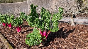 Beta Vulgaris Subsp Cicla Var Flavescens Rhubarb Chard Almacen De Video - Vídeo de alimento, comer: 246521361