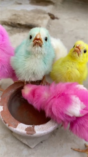 Colour Full Chicks 🐣 #chicken #babychicks #adorablechicks