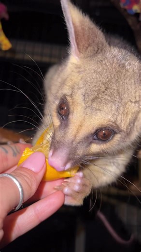 Peanut and oranges. A love made for the ages. *in moderation of course For those asking. Primary Food (Natural): Eucalypt leaves, shrubs (wattles), and native flowers/blossoms. Vegetables (Low-Starch): Broccoli, green beans, cucumber, capsicum, zucchini, turnip, and leafy greens (kale, spinach). Fruit (Limited - High Sugar): Small amounts of apple, pear, melon, or berries. Protein/Supplements: Occasionally, insects (locusts), mealworms, or specialized insectivore mix (pet stores). #wildliferehab