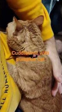 Honey cat gets snuggle good lovin every day