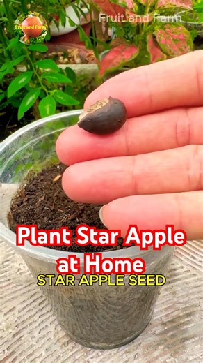 Plant Star Apple at Home
