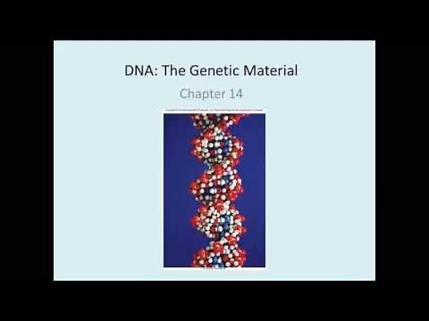 Chap 14 DNA The Genetic Material