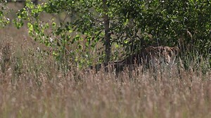 13K views · 1.6K reactions | Video of The Day! See two female lions that were sent to our Sanctuary from the Cincinnati Zoo. They were part of an AZA/SSP breeding program, but were unable to find homes within the AZA zoo system, so they now live with us and get to enjoy a beautiful and natural habitat. #WildAnimalSanctuary | The Wild Animal Sanctuary | Facebook