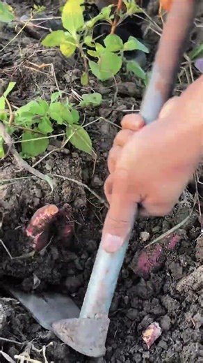 The Science of Harvesting Sweet Potatoes: Best Practices for Maximum Yield