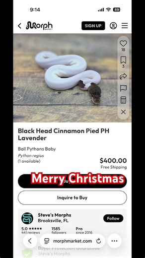 Merry Christmas #ballpython